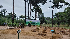 ২৫ কোটি বৃক্ষ রোপণের সূচনা