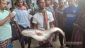 পদ্মায় ধরা পড়ল ১৩ কেজির বোয়াল, বিক্রি ২২ হাজারে