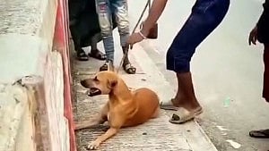 নরসিংদীতে কুকুরকে ইট বেঁধে নদীতে ফেলার ঘটনায় যুবক আটক