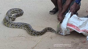 নেত্রকোণায় গারো পাহাড়ের অজগর লোকালয়ে