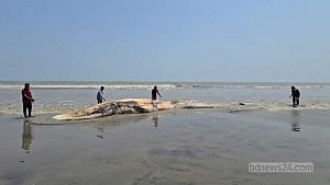 কুয়াকাটায় ভেসে এল বিশালাকৃতির মৃত তিমি