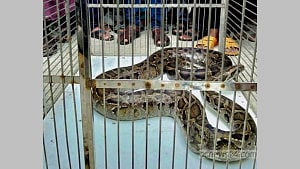 দোকান খুলতেই বিশাল অজগর, বাজারজুড়ে আতঙ্ক