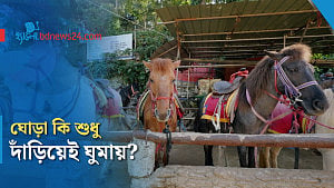 ঘোড়া কেন দাঁড়িয়ে ঘুমায়