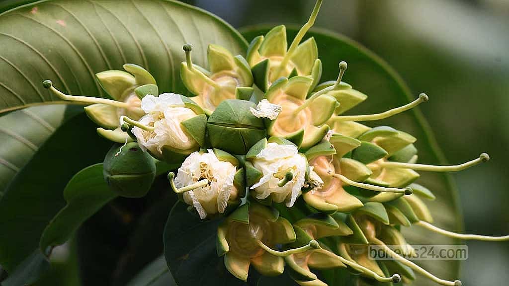পার্বত্য চট্টগ্রামের চিরসবুজ বনে দুর্লভ বান্দরহোলা ফুল এখনও প্রকৃতির শোভা বাড়ায়।