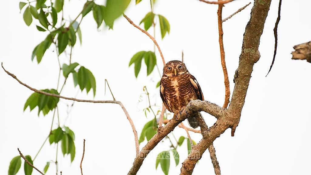 কুঁড়ো পেঁচা। এই পেঁচাটির প্রধান বৈশিষ্ট্য হলো এদের সারা শরীরে, বিশেষ করে পিঠে ও বুকে ঘন বাদামি রঙের অসংখ্য আড়াআড়ি রেখা থাকে।
