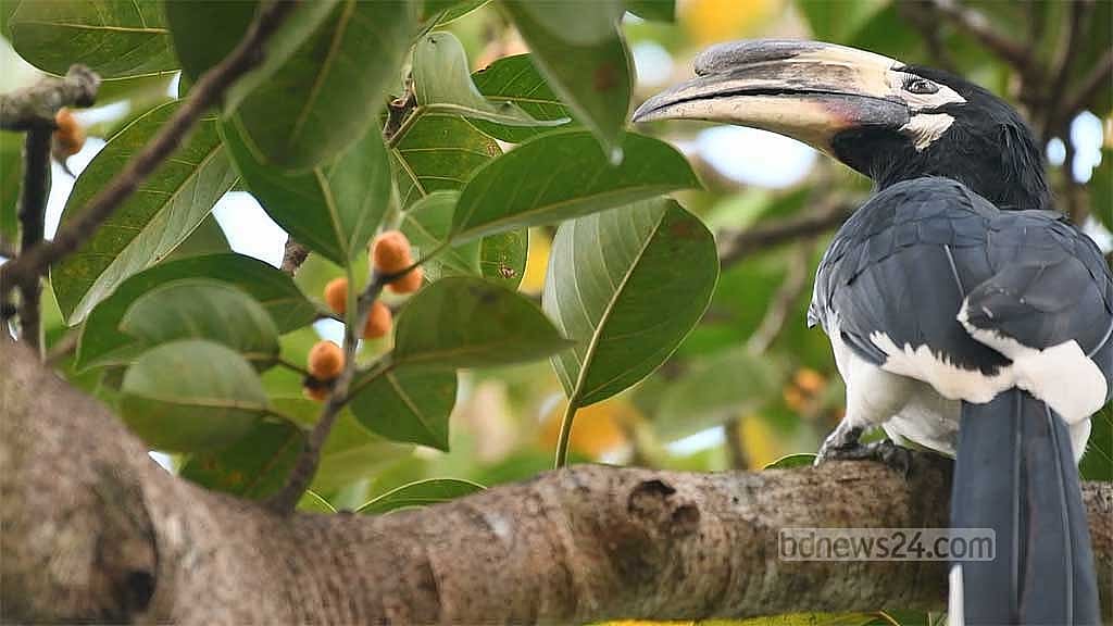 ধনেশ পাখি। পার্বত্য চট্টগ্রামে এখনও ৫৯৭ প্রজাতির পাখি রয়েছে।