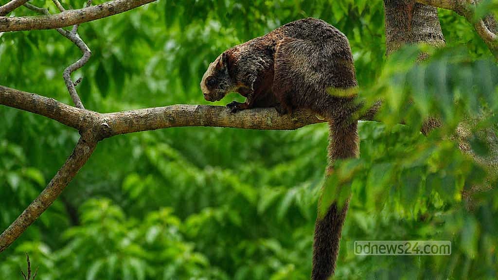 লাল উড়ন্ত কাঠবিড়ালী। আবাসস্থল ধ্বংস হওয়া এবং বড় বড় গাছ কেটে ফেলার কারণে আমাদের বনাঞ্চলে এই সুন্দর স্তন্যপায়ী প্রাণীটি বর্তমানে বেশ বিপন্ন হয়ে পড়েছে।