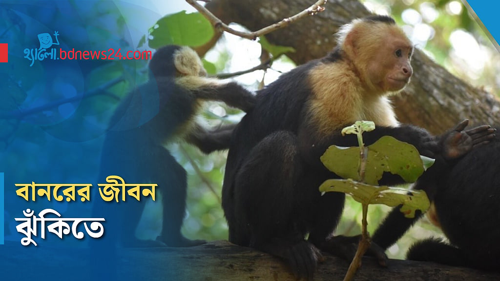 জলবায়ু সংকটে কঠিন হচ্ছে বানরের জীবন