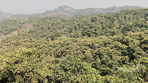 আমের মুকুলে কীটনাশক, স্বাস্থ্য ঝুঁকিতে চাষি!