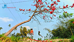আগুনরঙা শিমুলের দোল