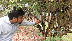 দেশের মাটিতে ‘জাবুতিকাবা’, চাষযোগ্য করতে গবেষণায় বারি