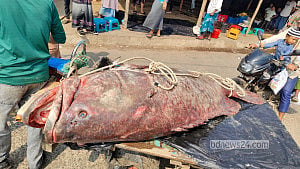 ২০৫ কেজির ভোল মাছ বিক্রি আড়াই লাখ টাকায়
