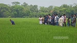 দশ দিন আগে নিখোঁজ ব্যবসায়ীর লাশ মিলল ধানক্ষেতে