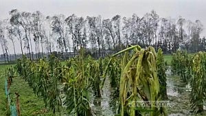 নীলফামারীতে কালবৈশাখী-শিলাবৃষ্টিতে ফসলের ব্যাপক ক্ষতি