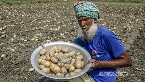 Farmers worry about price after good potato harvest