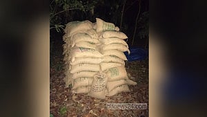 সিরাজগঞ্জে জঙ্গল থেকে ৯৫ বস্তা খাদ্যবান্ধব কর্মসূচির চাল উদ্ধার
