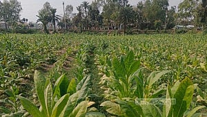 সিরাজগঞ্জে বাড়ছে তামাক চাষ, মাটির উর্বরতা-পরিবেশ নিয়ে শঙ্কা