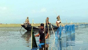Vanishing fish threatens Tanguar Haor’s ecosystem