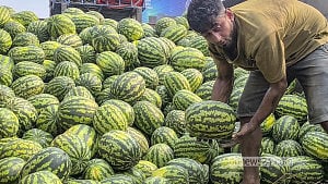 তরমুজে ভরে গেছে মস্তফাপুর আড়ত