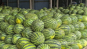Mustafapur warehouse full of watermelons
