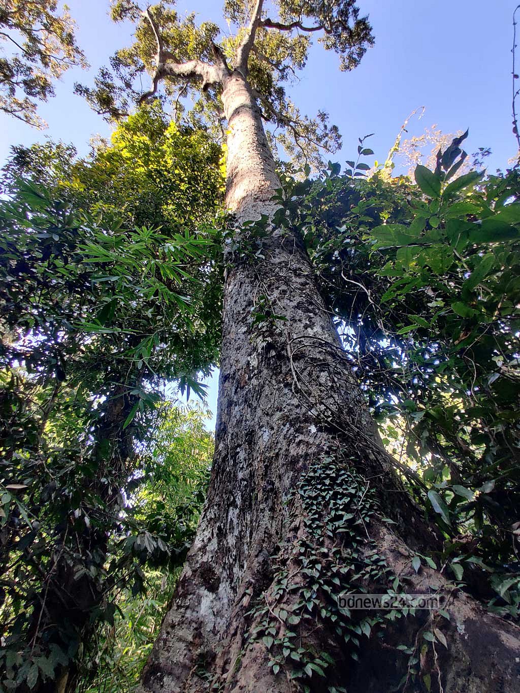 পাড়াবনের ভেতর দীর্ঘ লম্বা কয়েকটি গাছ; যার বয়স ৭০ থেকে ৮০ বছর হবে (গাছের বয়স কারবারি দেওয়ার হিসাবে। গাছের নাম জানা যায়নি।)