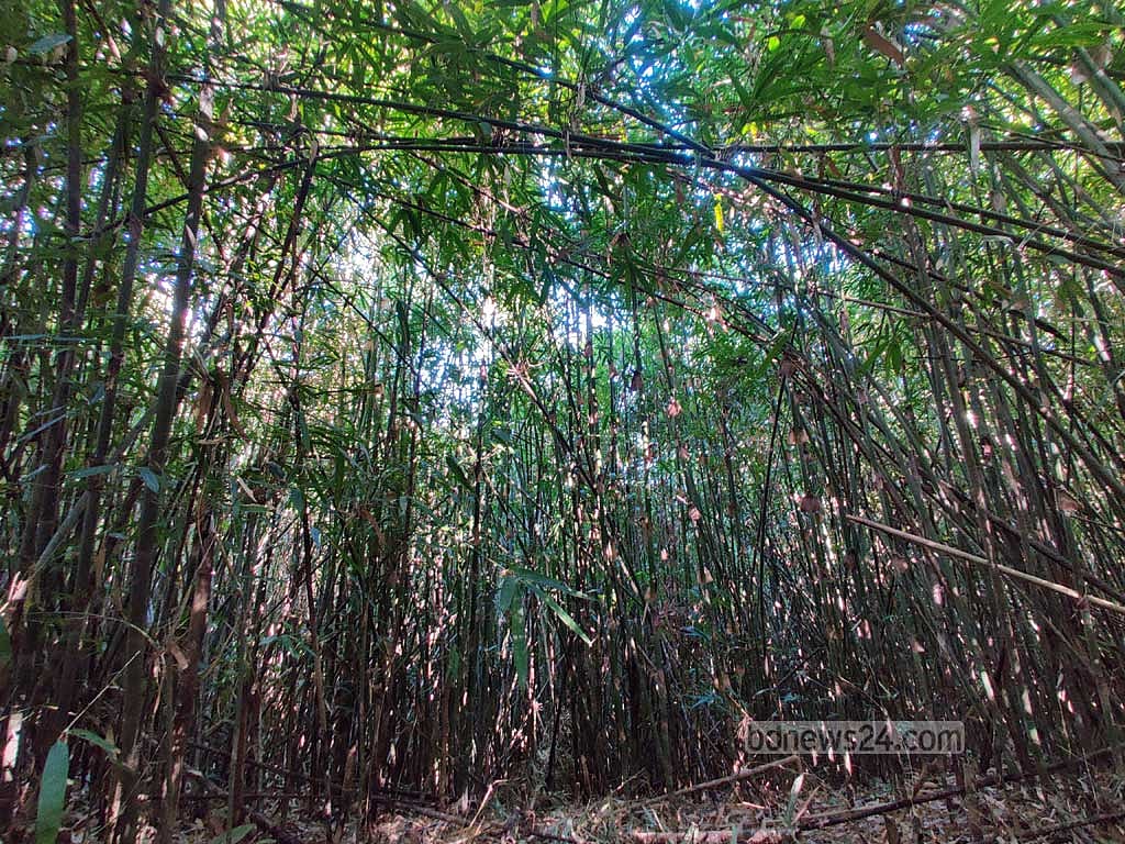 পাড়াবনের ভেতর সংরক্ষণ করে রাখা বাঁশঝাড়।