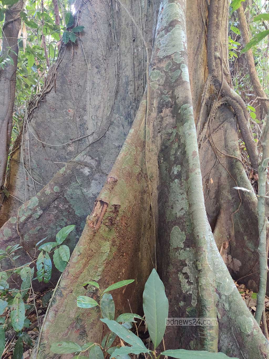 একটি শতবর্ষী গাছের গোড়া (গাছের নাম জানা যায়নি।)