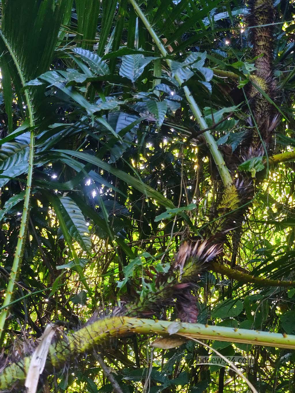 বড় কাঁটাযুক্ত বেতের গাছ
