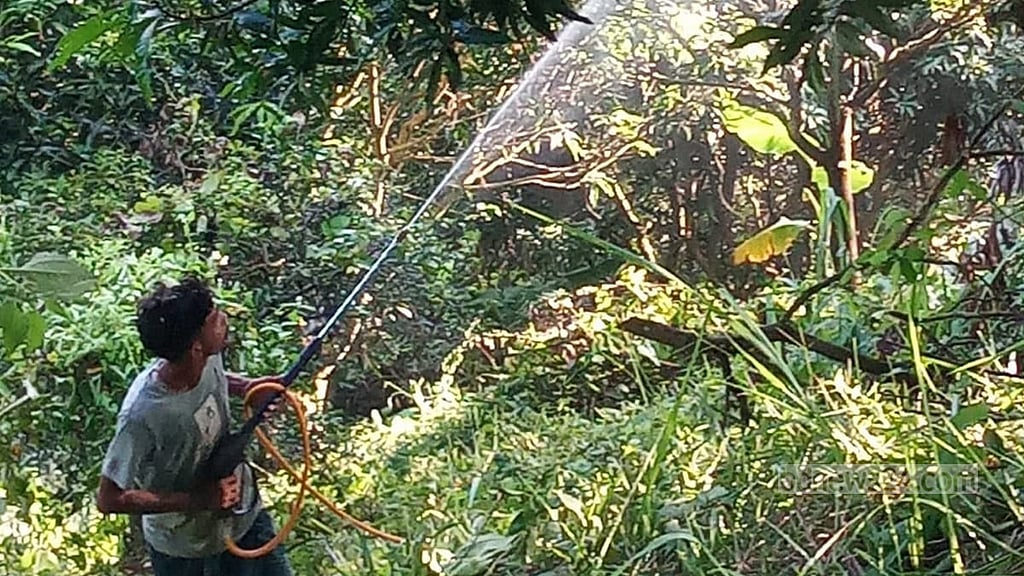 গায়ে কোনো সুরক্ষা ছাড়াই আমের বাগানে কীটনাশক স্প্রে করছেন এক কৃষক।