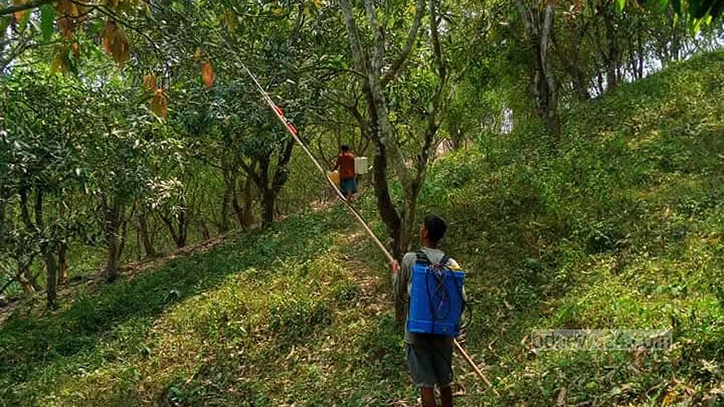 গায়ে কোনো সুরক্ষা ছাড়াই আমের বাগানে কীটনাশক স্প্রে করছেন এক কৃষক।