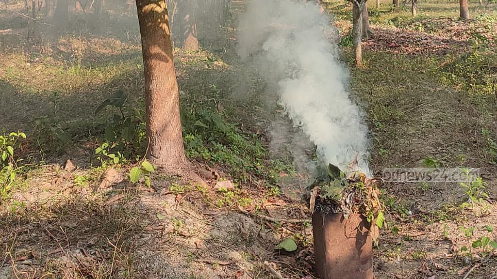 কীটনাশকের পরিবর্তে গাছের গোড়ায় ধোঁয়া দিয়ে পোকা দমনের পদ্ধতি।