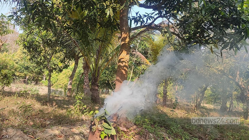 কীটনাশকের পরিবর্তে গাছের গোড়ায় ধোঁয়া দিয়ে পোকা দমনের পদ্ধতি।