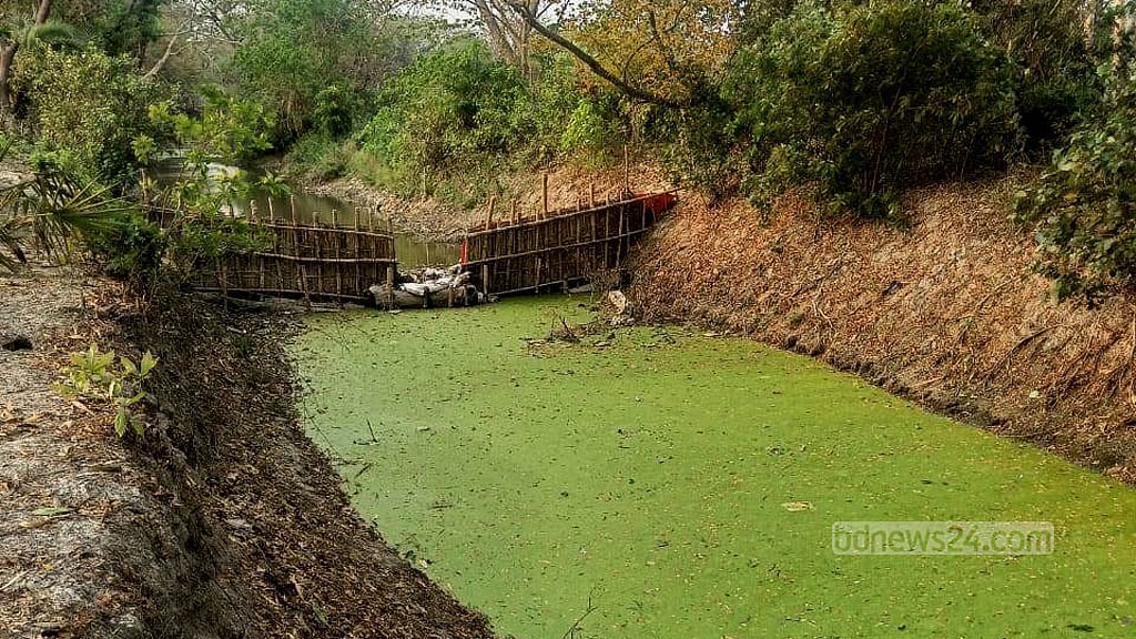 মিঠানালা এলাকায় খালের পানিতে শ্যাওলা জমেছে।
