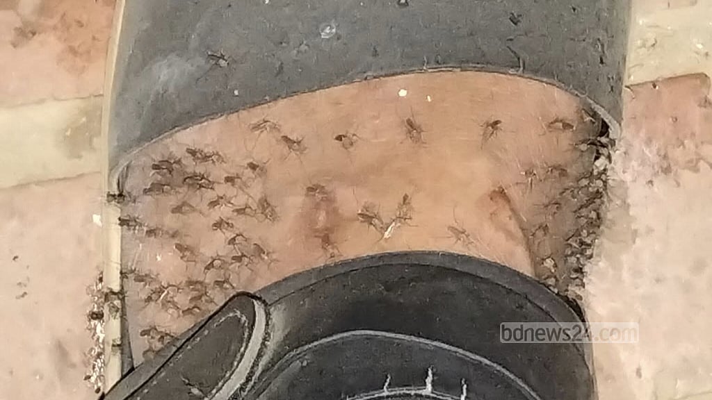 ক্যাফেটেরিয়ার সামনে বসে থাকা এক শিক্ষার্থীর পায়ে সারিবদ্ধ মশা।