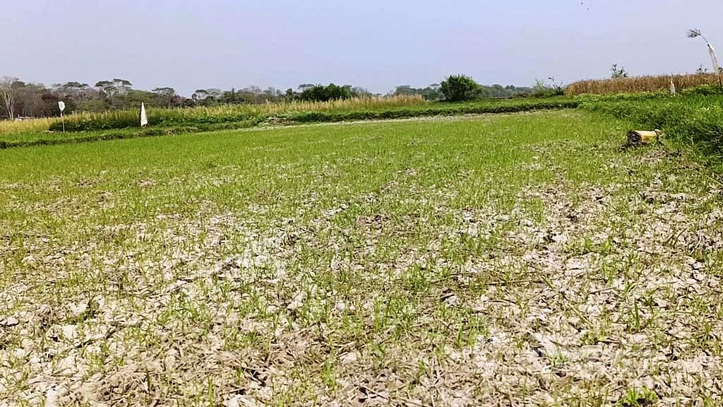 পদ্মা ব্যারেজ প্রকল্পে বৃহত্তর কুষ্টিয়া, ফরিদপুর, যশোর, খুলনা, বরিশাল, পাবনা ও রাজশাহী অঞ্চলের চাষযোগ্য ২৮ দশমিক ৮০ লাখ হেক্টর জমিতে সেচের পানি নিশ্চিত করার কথা বলা হচ্ছে।