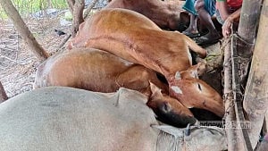বরিশালে বজ্রপাতে এক কৃষকের ৫ গরুর মৃত্যু