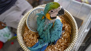 Bustling bird market in Mirpur