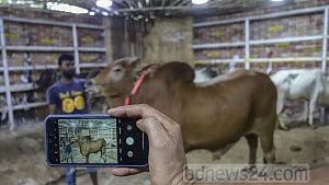 Cows become ‘influencers’ as Qurbani cattle trade changes track