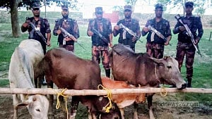 চাঁপাইনবাবগঞ্জ সীমান্তে বিজিবির অভিযানে ভারতীয় গরু জব্দ
