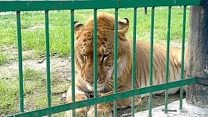 বাংলাদেশের একমাত্র ‘লাইগার’ বাড়ছে ‘বনবিলাসে’