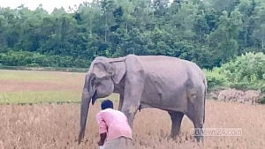 ‘হাতিটিকে চোখে গুলি করা হয়’