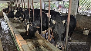 কোরবানি: জমজমাট কুমিল্লার খামার, ২ হাজার কোটি টাকার ব্যবসার লক্ষ্য