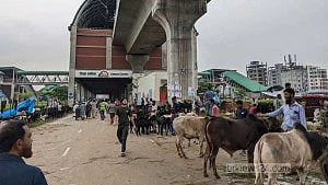 দিয়াবাড়িতে পশুর হাট পরিচালনায় অনিয়মে ক্ষতির পরিমাণ জানতে ডিএনসিসির কমিটি