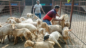 Fat-tailed sheep now raised locally