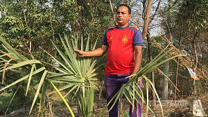 তাল বীজ রোপণে দিন শুরু, চারার যত্নে দিন শেষ খেদমতের