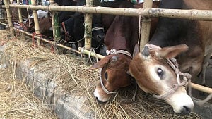 ‘খোকা মাঠের হাট’: ভোরের আলো ফোটার অপেক্ষায় বেপারীরা