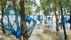 Sundarbans parshe fry trade runs wild