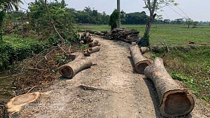 200 trees cut in Khulna without inviting bids
