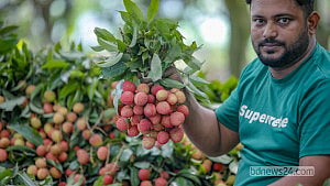 Sonargaon lychees hit the market