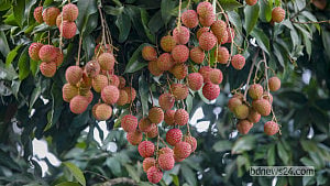 বাজারে উঠছে সোনারগাঁওয়ের লিচু